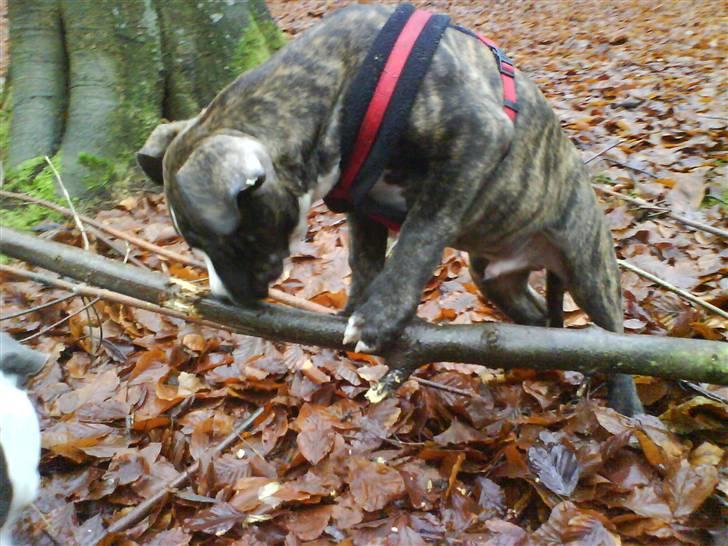 Amerikansk staffordshire terrier $ Hector $ billede 7