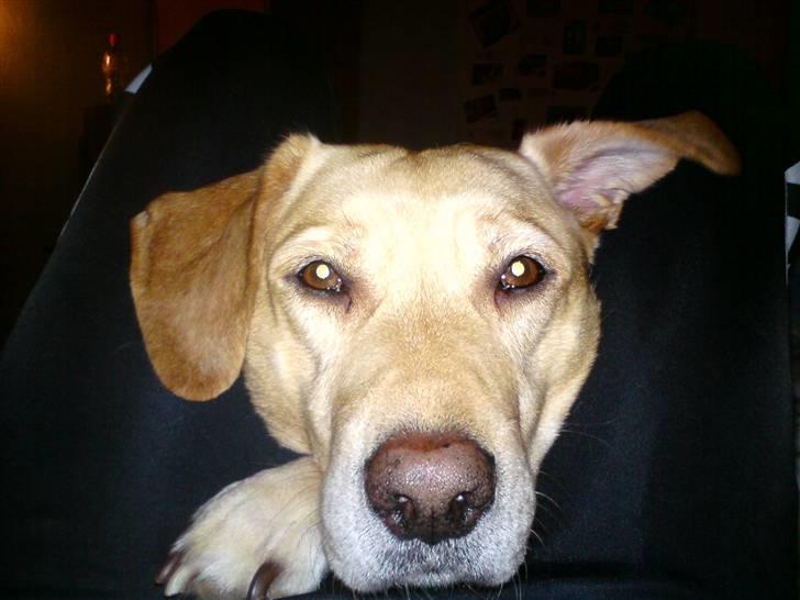 Blanding af racer Snickers billede 13