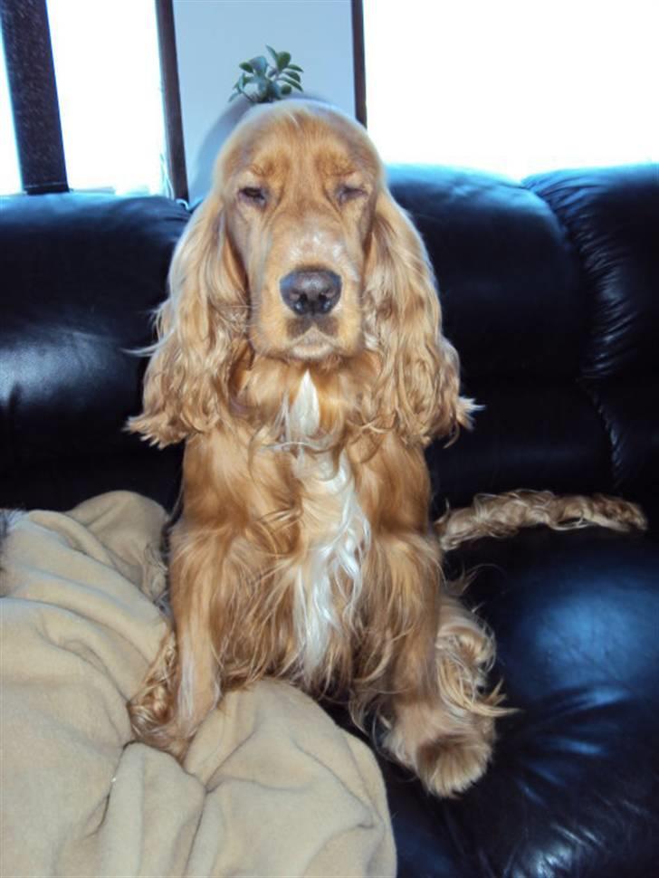 Cocker spaniel Morgan - Morgan das ninja dog billede 10