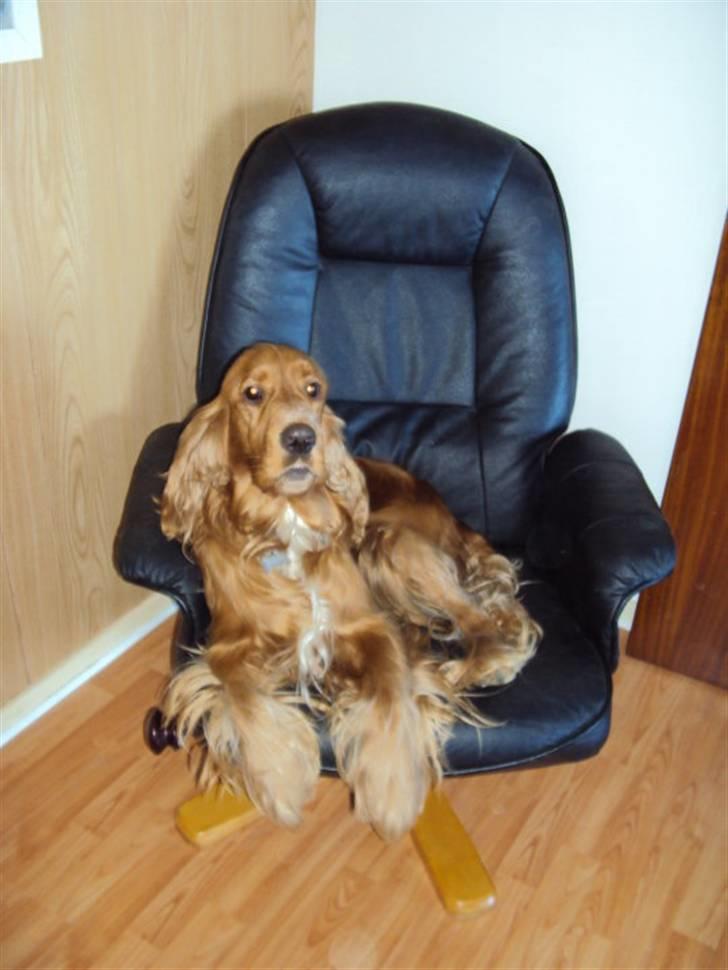 Cocker spaniel Morgan billede 6