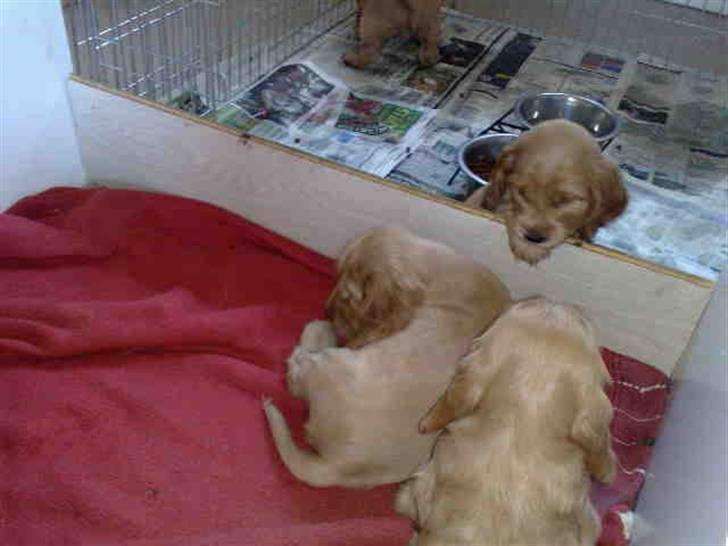 Cocker spaniel Morgan - ja sådan så det ud da jeg skulle hente den :) de er nu søde billede 8