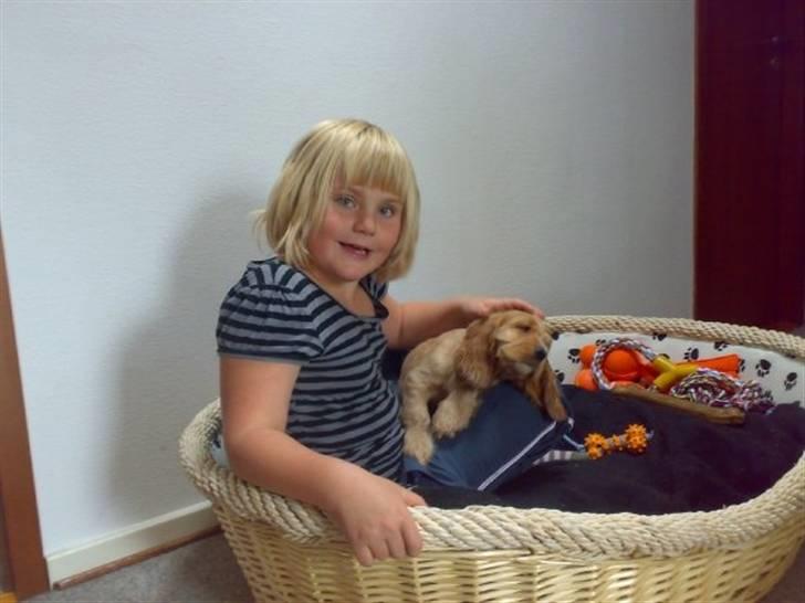 Cocker spaniel Morgan - da jeg hade fået den sku min søsters pige lige se den ser sødt ud :) billede 9