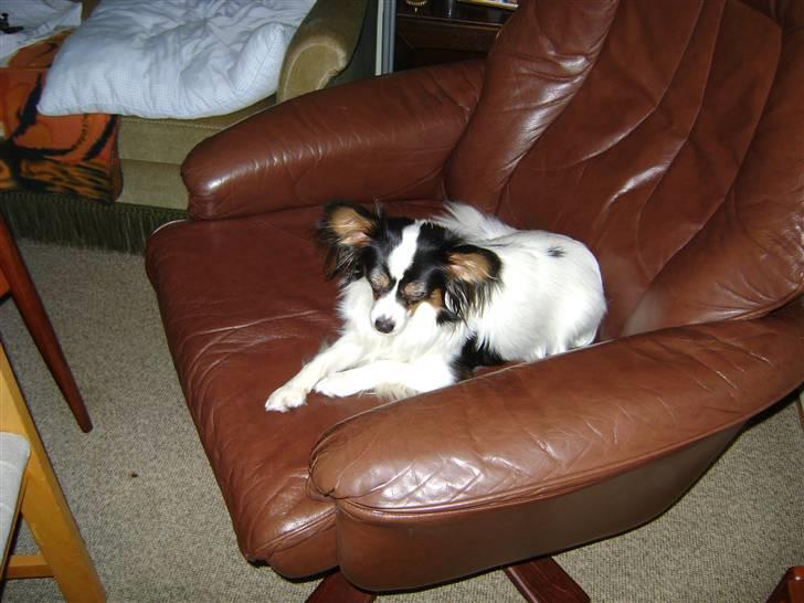 Papillon Coco billede 6