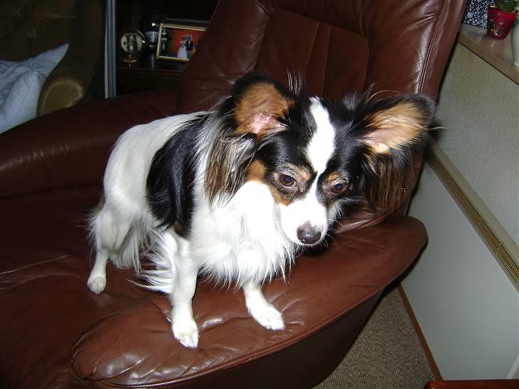Papillon Coco billede 7
