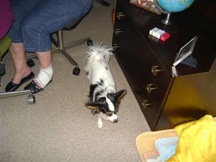 Papillon Coco billede 8