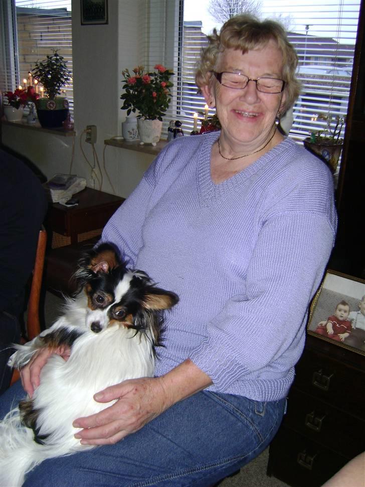 Papillon Coco billede 9