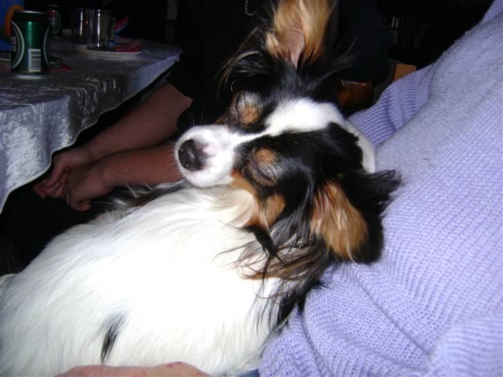 Papillon Coco billede 10