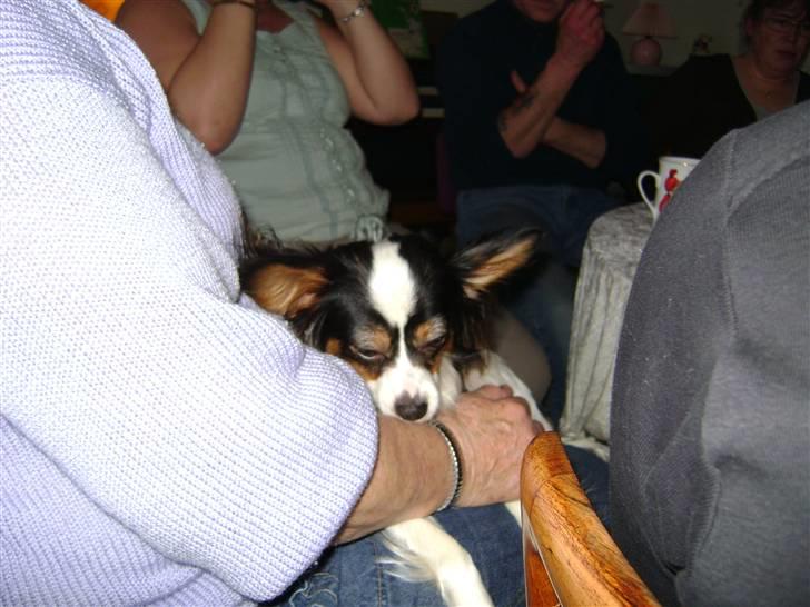 Papillon Coco billede 11