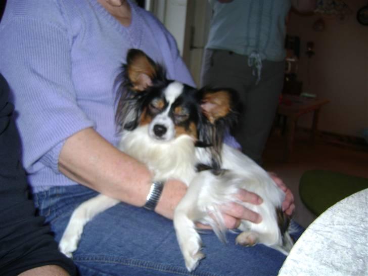 Papillon Coco billede 12
