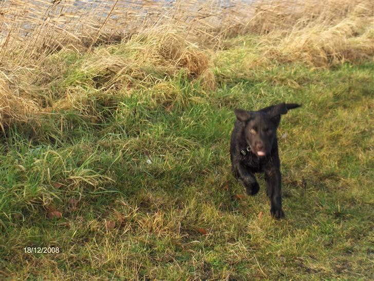 Labrador retriever Caya - Fuld fart hen til "moar". billede 9