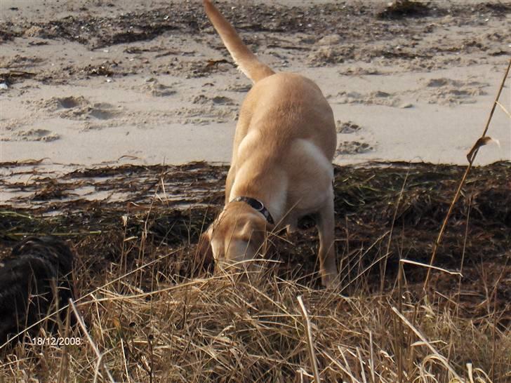 Labrador retriever Clara - Jeg undersøger lige hvad det er der lugter så skønt. billede 11