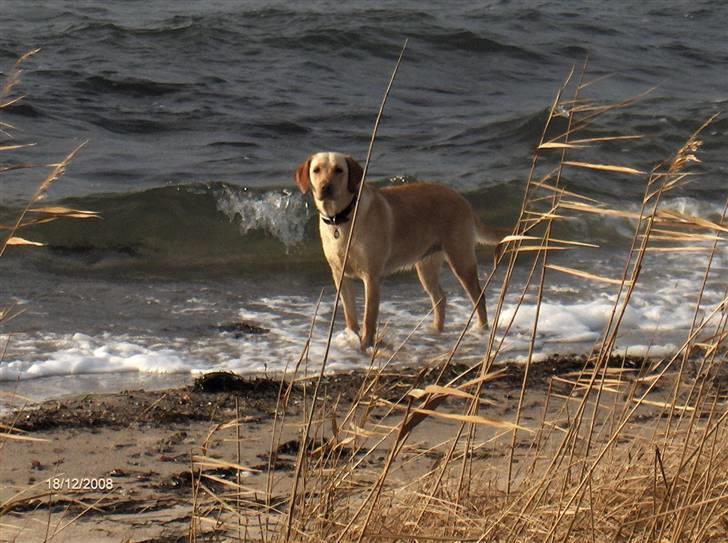 Labrador retriever Clara - Kommer I ???? billede 12