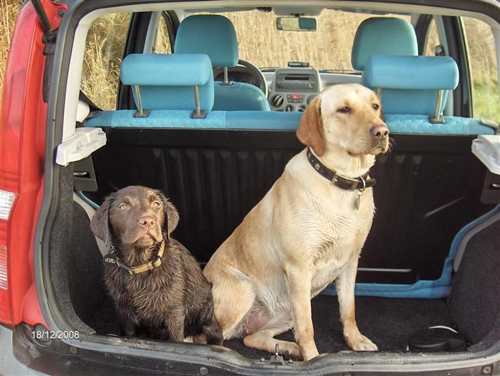 Labrador retriever Clara - Så venter vi bare på at komme hjem og få en lur !!!! billede 13