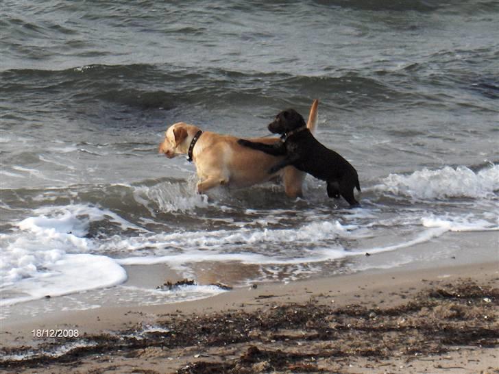 Labrador retriever Clara - Hvis vi skal længere ud, skal jeg op på ryggen af dig storesøster billede 14
