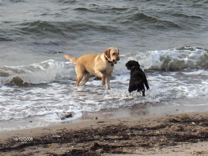 Labrador retriever Clara - Kom nu, det er ikke farligt, bare vildt sjovt billede 15