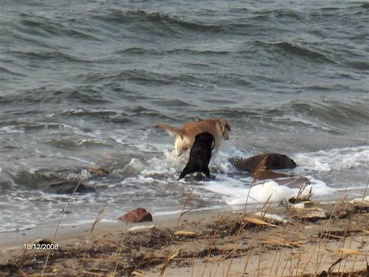 Labrador retriever Clara - OK, sådan kan man måske også gøre billede 16
