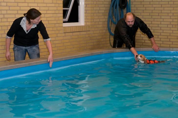 Beagle Sopwith Camels Lady Like - Ja ja jeg kommer så hurtig jeg kan.. billede 7
