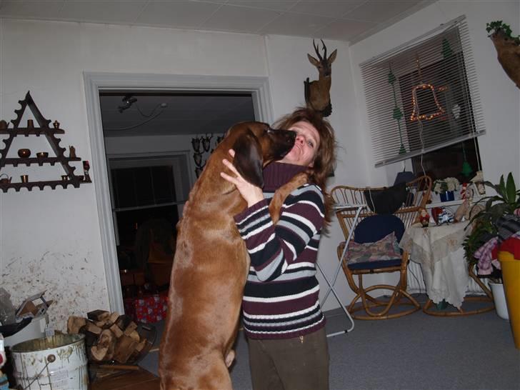 Bayersk vildtsporhund Chicco - Chicco & Mor <3 Den Rene Kærlighed Ingen Kan Slå. billede 1