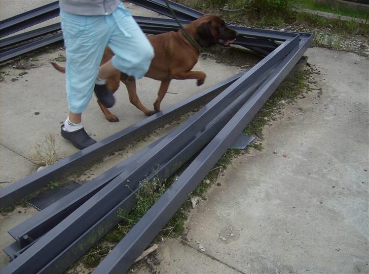 Bayersk vildtsporhund Chicco - Spring Med Louise. billede 2