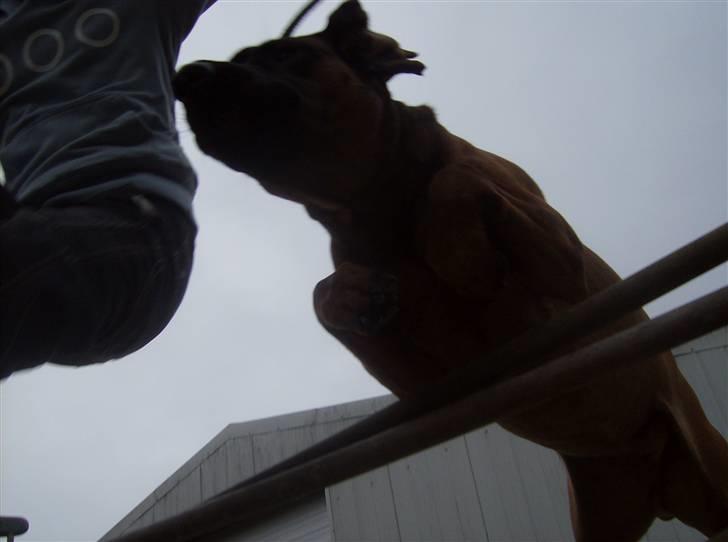 Bayersk vildtsporhund Chicco - Spring med Mig. billede 3