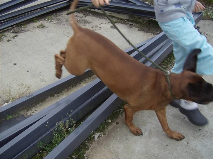 Bayersk vildtsporhund Chicco - Og Louise igen. billede 4