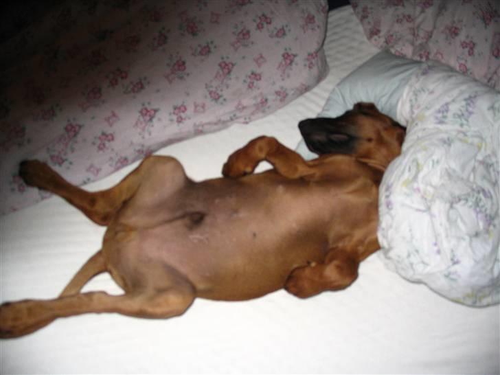 Bayersk vildtsporhund Chicco - Chicco i gammle Hus. <3 billede 5