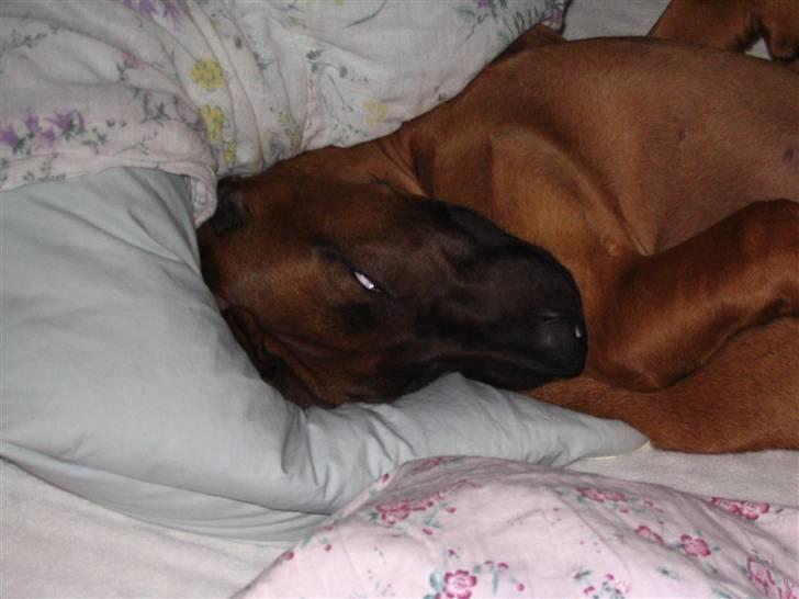 Bayersk vildtsporhund Chicco - Elsker Ham. billede 6