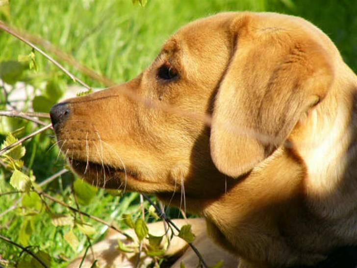 Labrador retriever Sigurd - Jeg elsker at ligge i haven billede 3