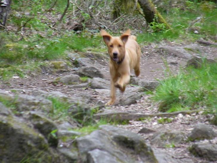 Labrador retriever Sigurd - Jeg løber alt hvad jeg kan !! billede 6