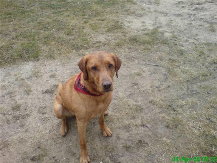 Labrador retriever Sigurd - Se hvor træt jeg er.. billede 7