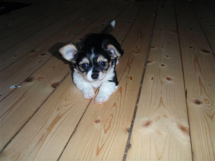 Blanding af racer Mynthe - Himmelhund <'3 billede 1