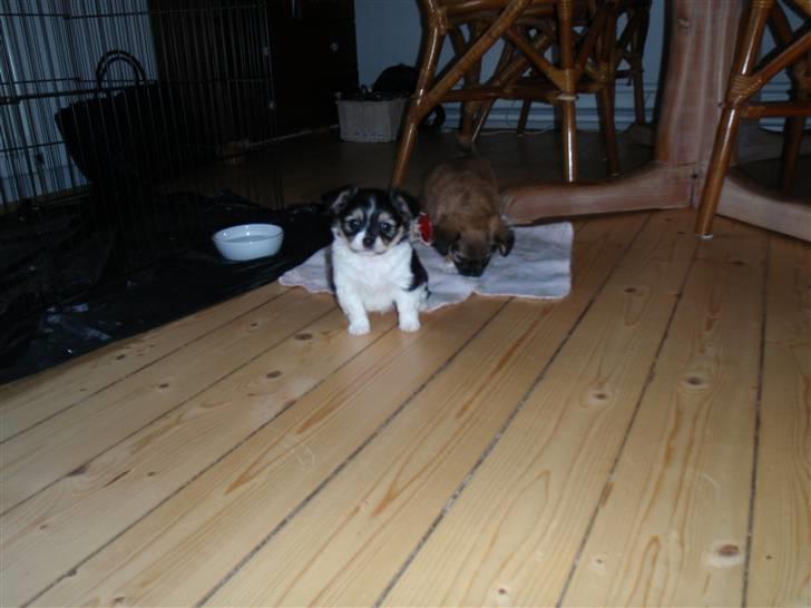 Blanding af racer Mynthe - Himmelhund <'3 billede 2