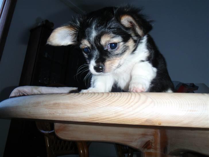 Blanding af racer Mynthe - Himmelhund <'3 billede 3