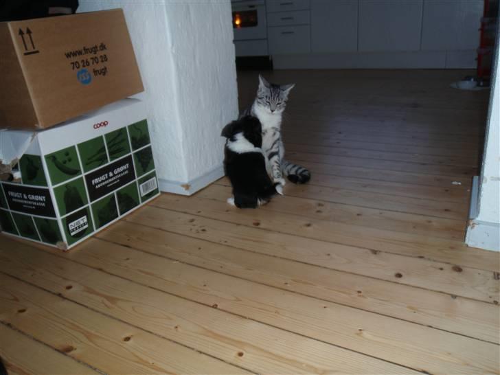 Blanding af racer Mynthe - Himmelhund <'3 billede 4