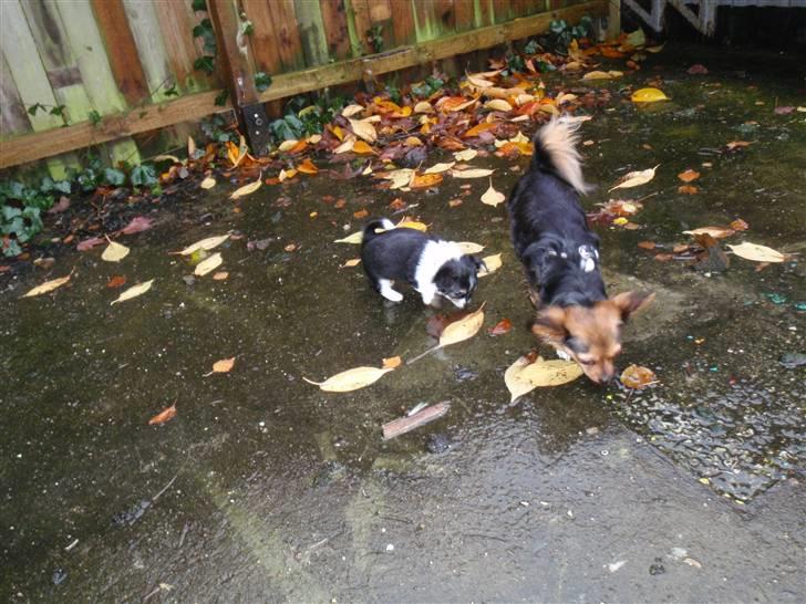 Blanding af racer Mynthe - Himmelhund <'3 billede 5