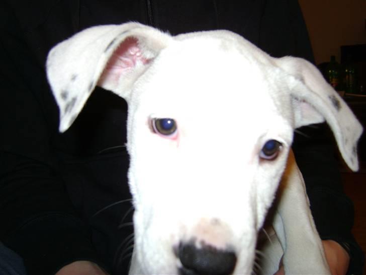 Blanding af racer coco billede 8