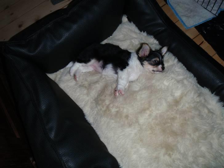 Blanding af racer Mynthe - Himmelhund <'3 billede 6