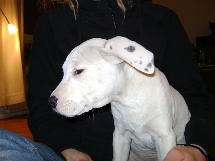 Blanding af racer coco billede 9