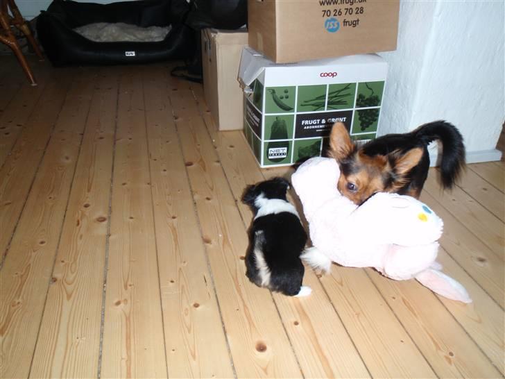 Blanding af racer Mynthe - Himmelhund <'3 billede 8