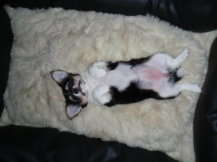 Blanding af racer Mynthe - Himmelhund <'3 billede 9