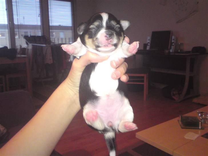 Blanding af racer Mynthe - Himmelhund <'3 billede 10