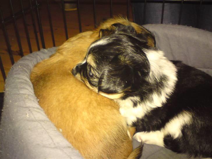 Blanding af racer Mynthe - Himmelhund <'3 billede 11