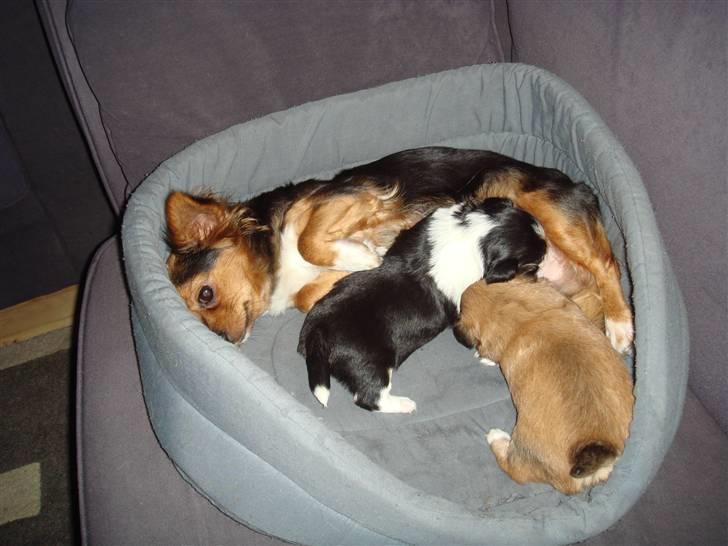 Blanding af racer Mynthe - Himmelhund <'3 billede 12