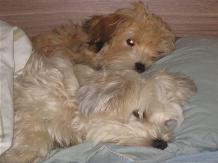 Bichon havanais Nelli - Sover sammen med Lupe billede 15