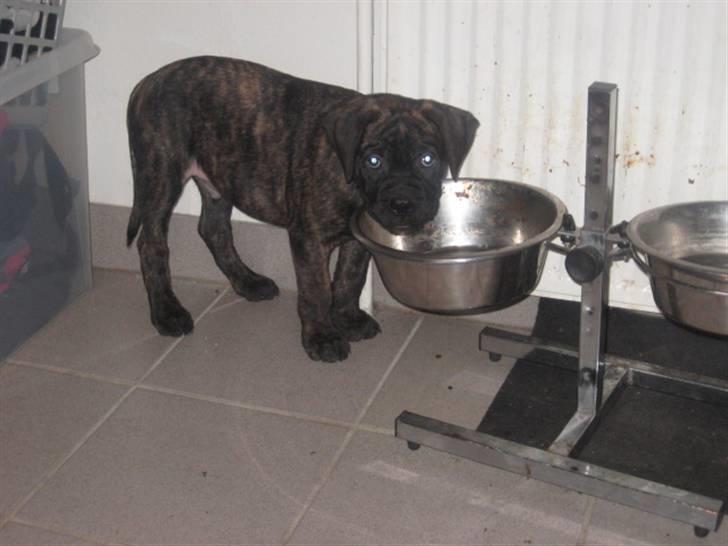 Blanding af racer Harley - nogen der ser at jeg går i "brormands" madskål :S billede 4