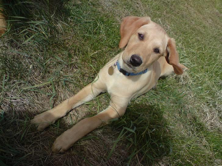 Labrador retriever Sika billede 1