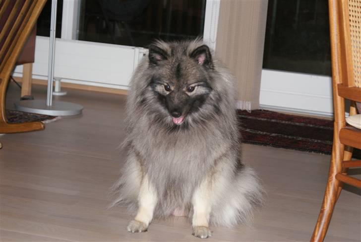 Keeshond kees van dutches Amsi (Ro billede 1