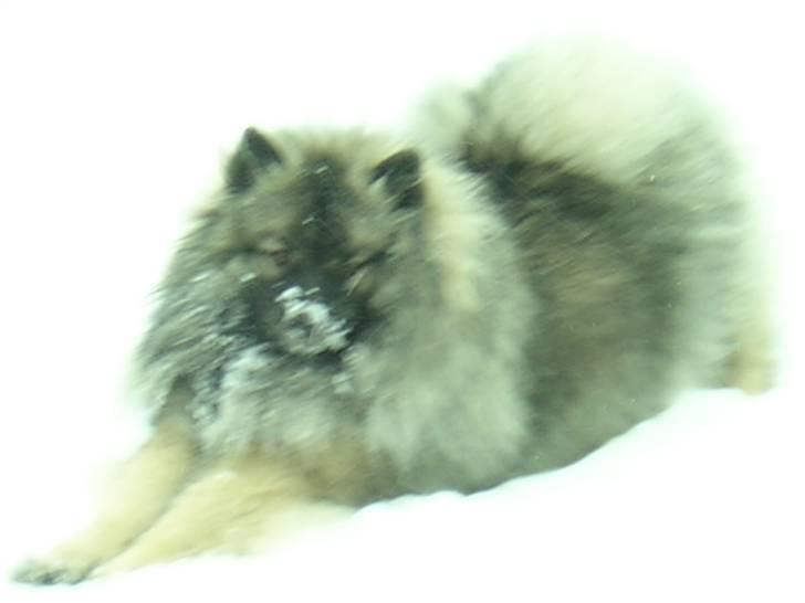 Keeshond kees van dutches Amsi (Ro billede 2