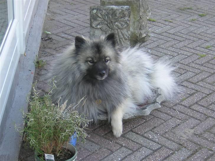 Keeshond kees van dutches Amsi (Ro billede 3