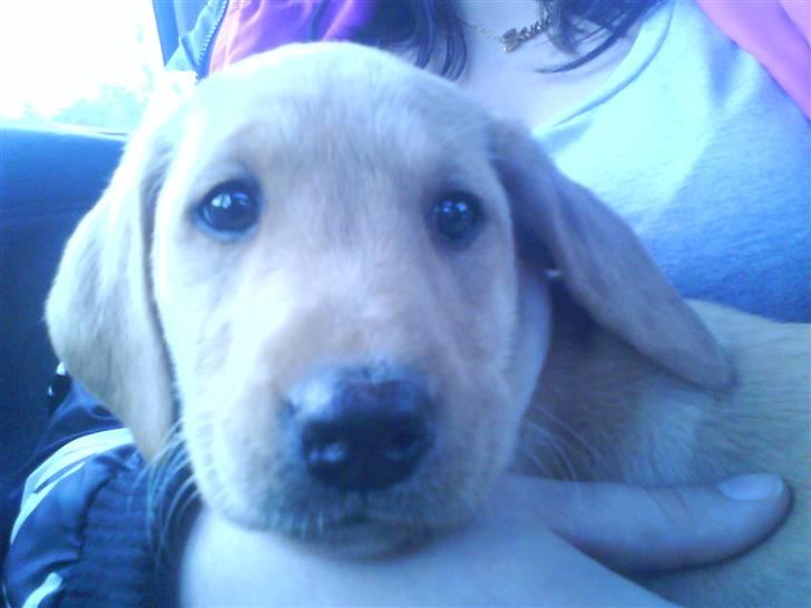 Labrador retriever Sika billede 2